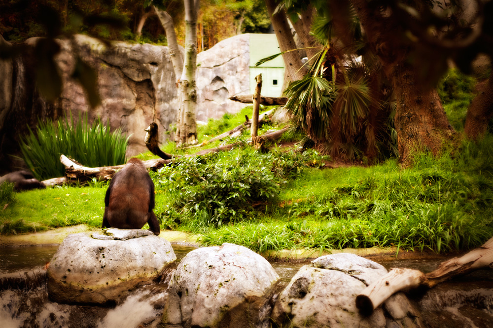 Gorilla @ San Diego Zoo, May 9 2006.